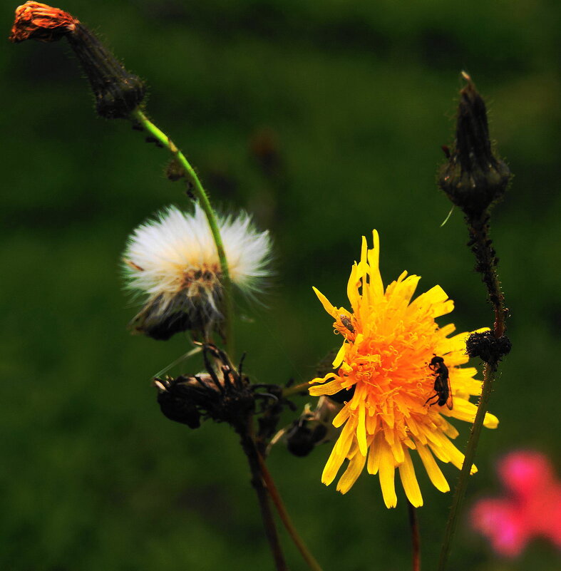 /// - Виктор Никитенко