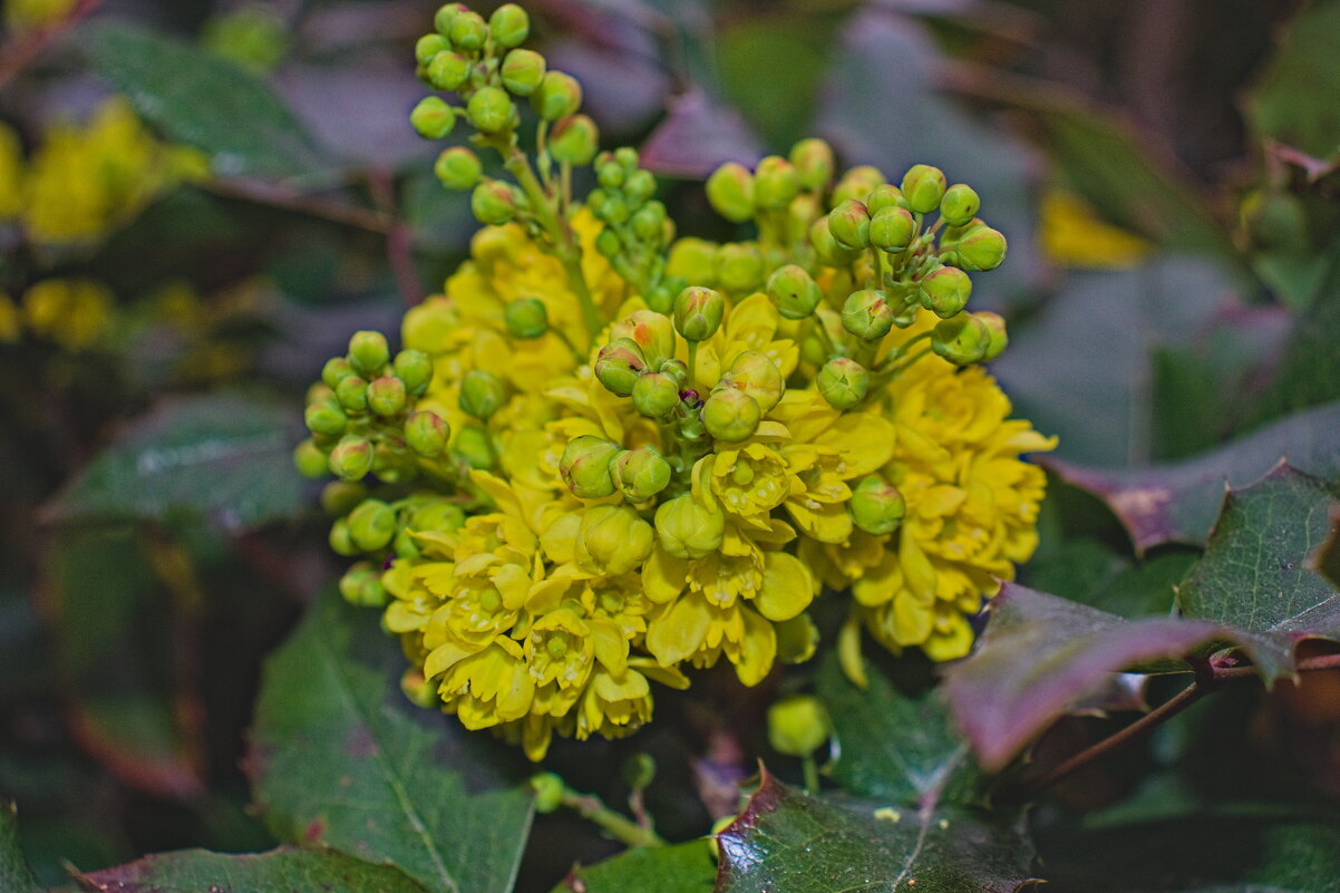 Магония падуболистная - Giant Tao / Магония падуболистная - Giant Tao /