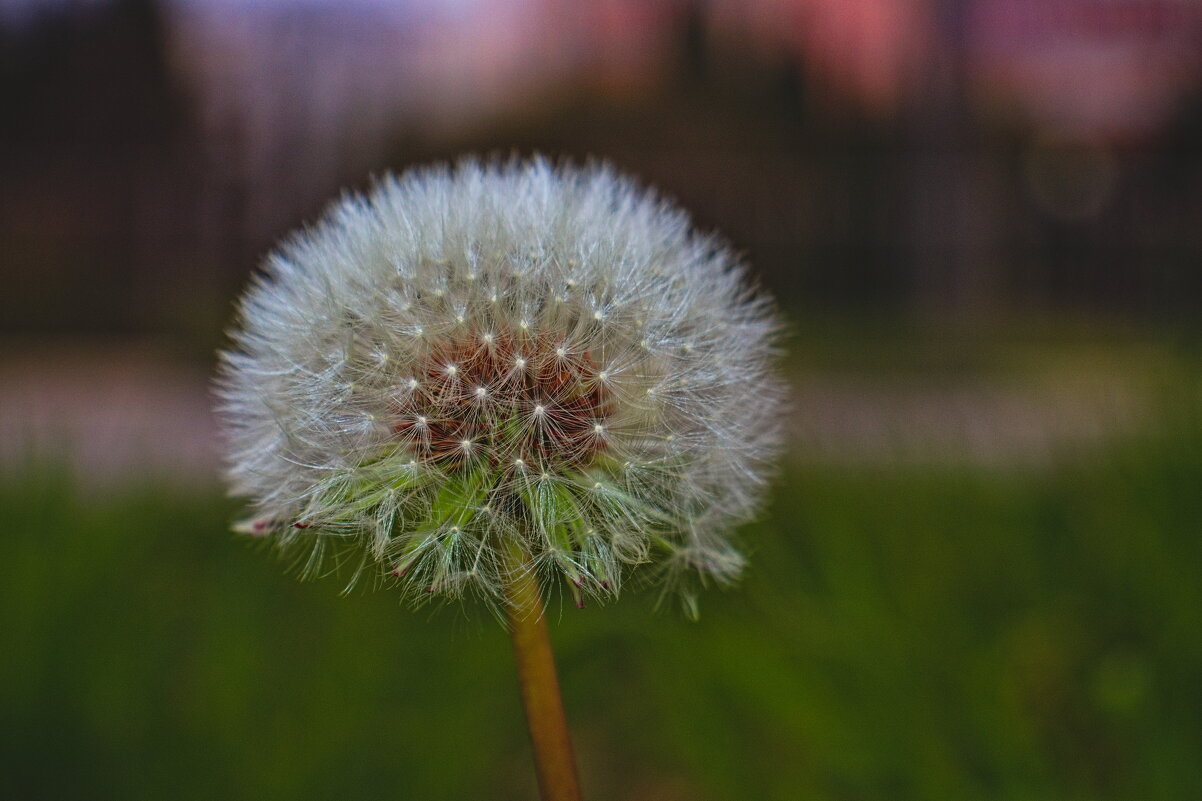 Одуванчик полевой - Giant Tao / Одуванчик полевой - Giant Tao /