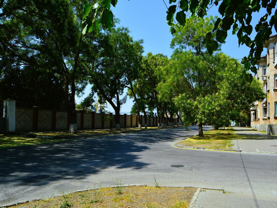 Керчь. Цветёт софора на улице Кирова. - Пётр Чернега