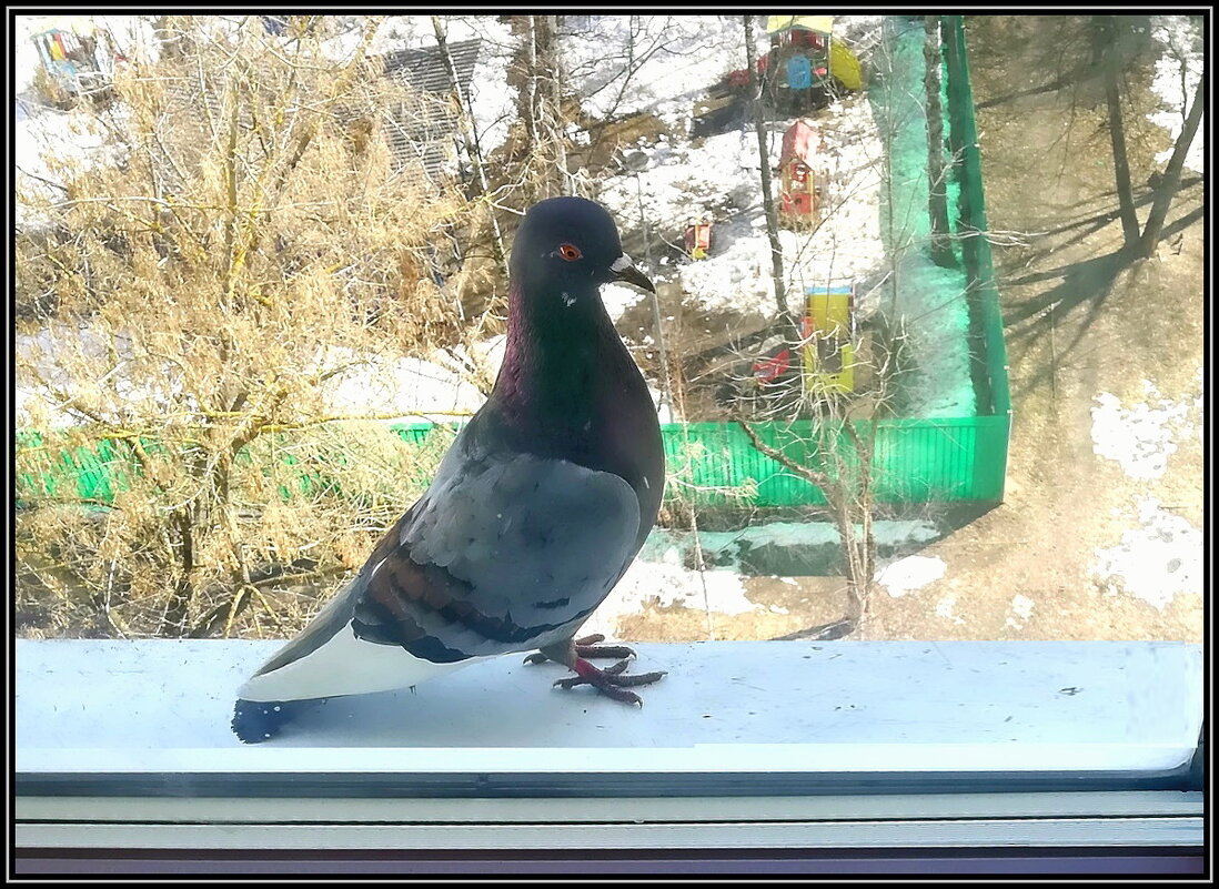 Любопытный - Ольга Довженко