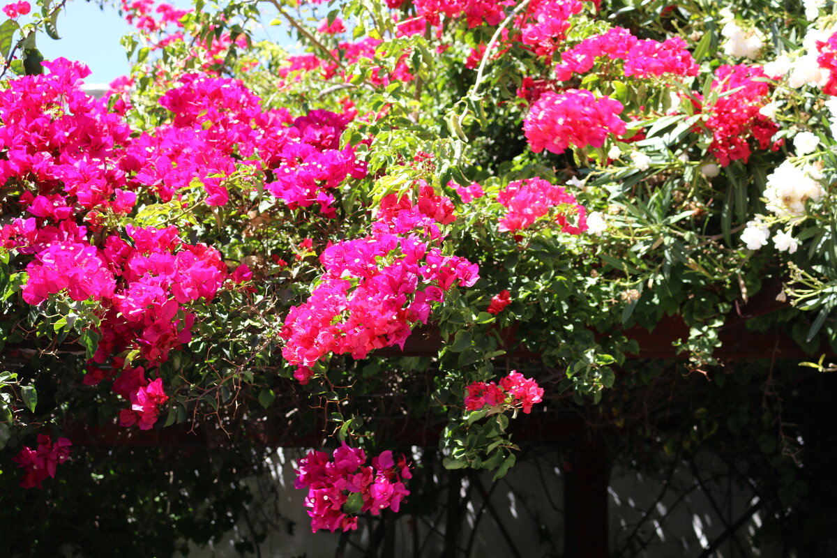 Бугенвиллея - Ольга Бугенвиллея - Ольга