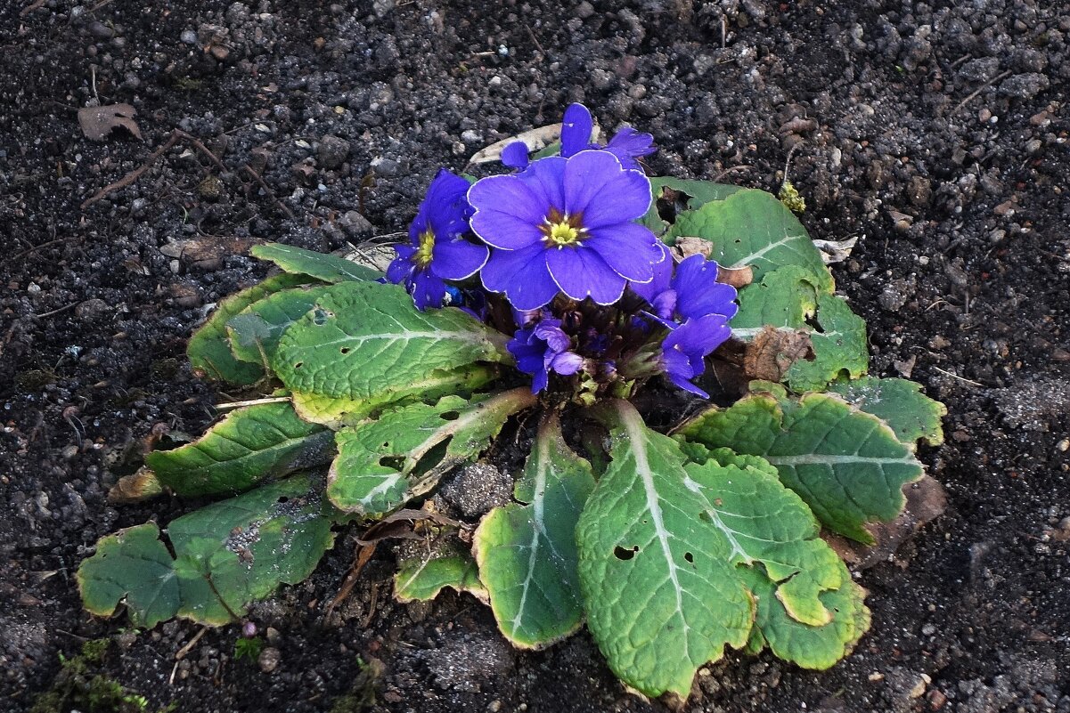 Примула - Рита Симонова