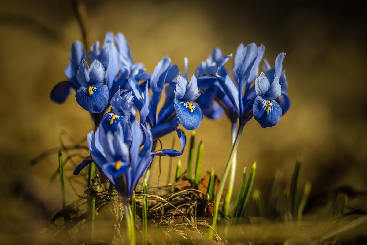 Ирисы - Игорь Шевченко