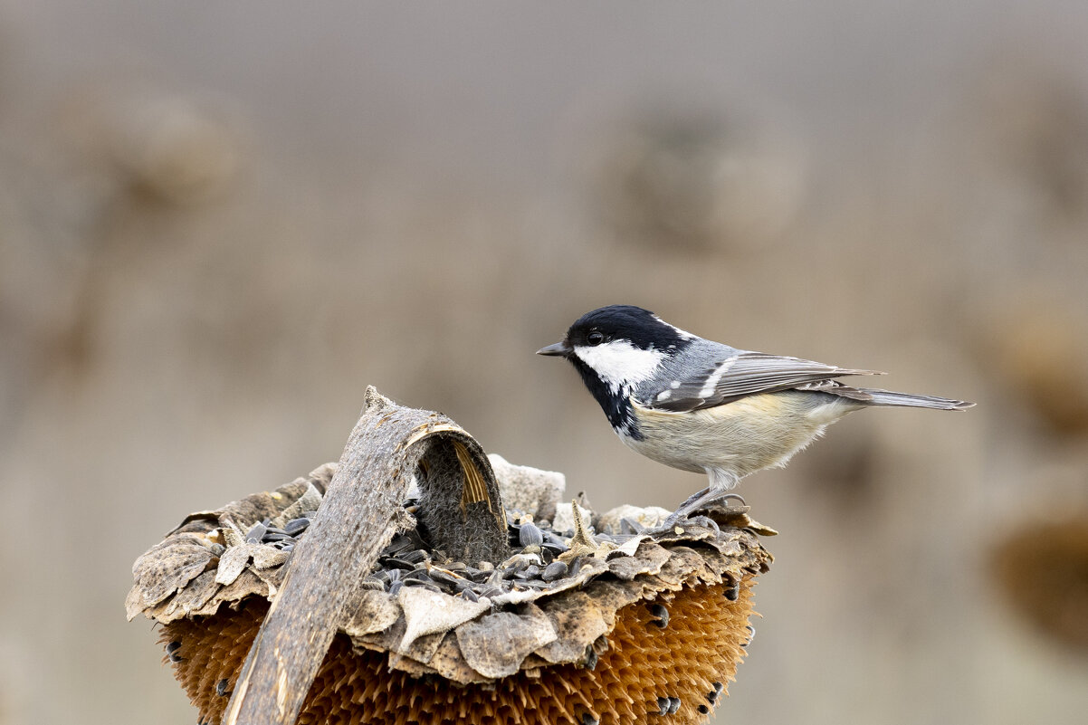 Моховка - Валерий Черняк Моховка - Валерий Черняк
