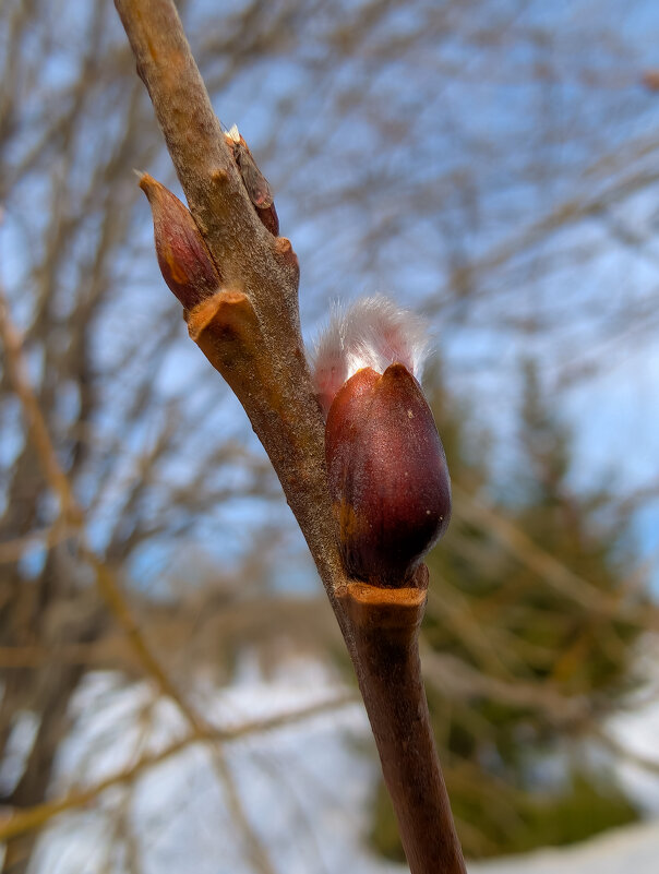 Признаки весны - Анастасия Логинова