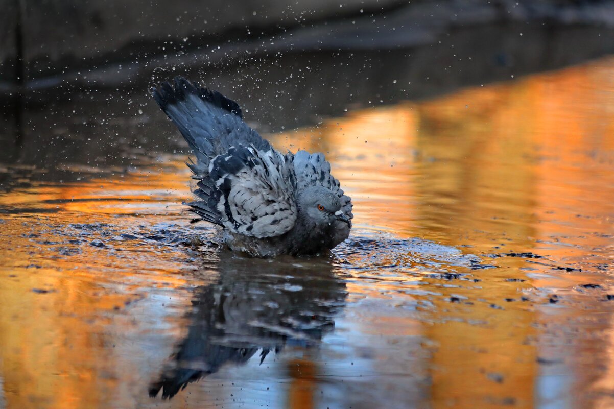 Весеннее купание в луже. - Татьяна Бравая