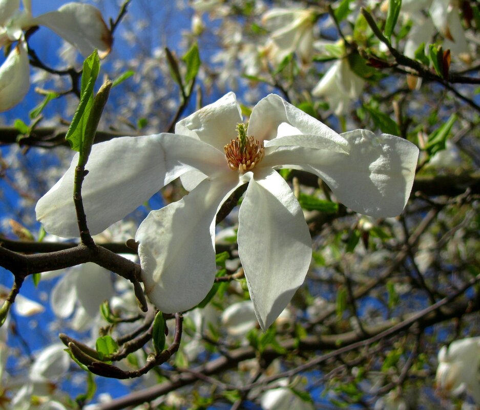 Магнолия Кобус - Сергей Карачин