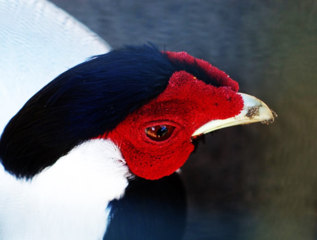 C бело-чёрным оперением,но лицо красное.. - Aida10 