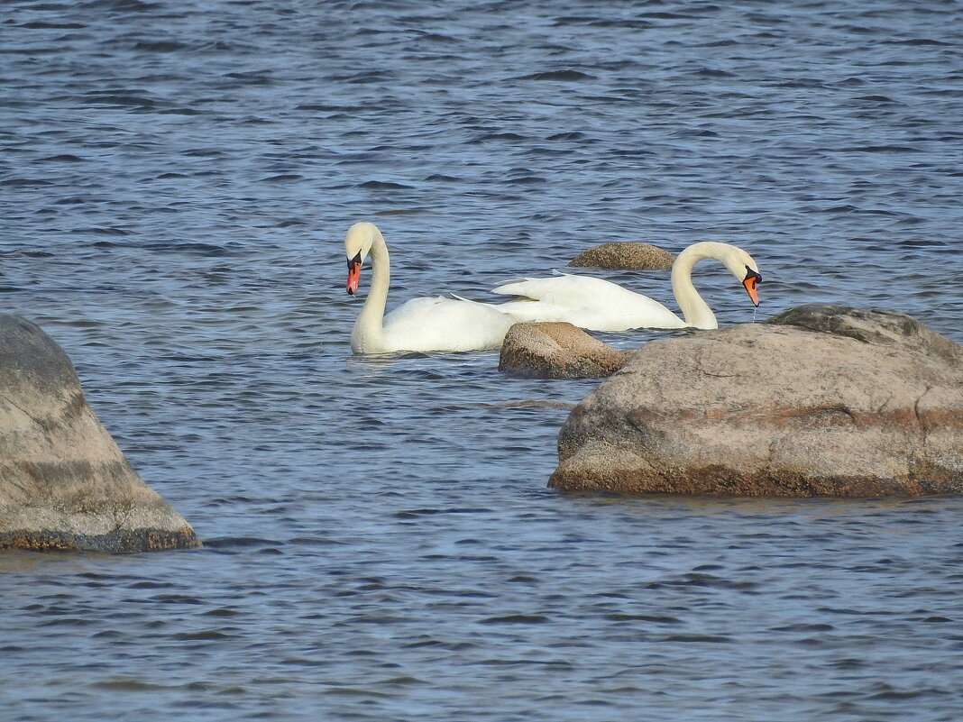 весна - ИННА ПОРОХОВА