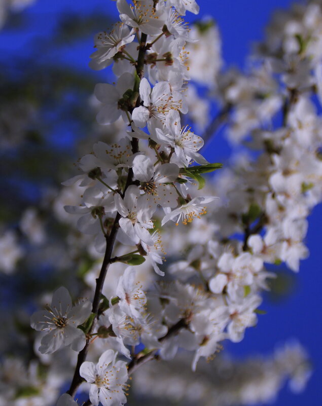 Хмельным ароматом наполняет нечаянно воздух.. - Татьян@ Ивановна Хмельным ароматом наполняет нечаянно воздух.. - Татьян@ Ивановна