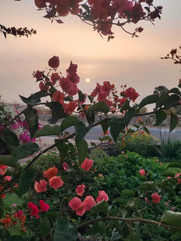 Египет. Шарм-эль-Шейх - Ирэн 