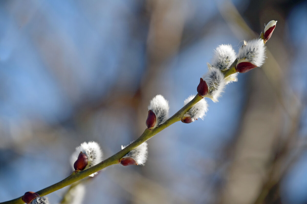 Весна - Олег 