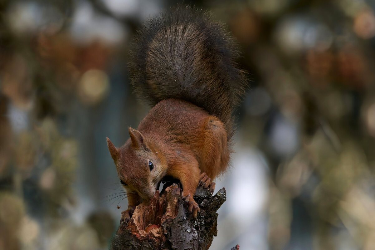 Кто ищет, находит - Николай Соколухин Кто ищет, находит - Николай Соколухин