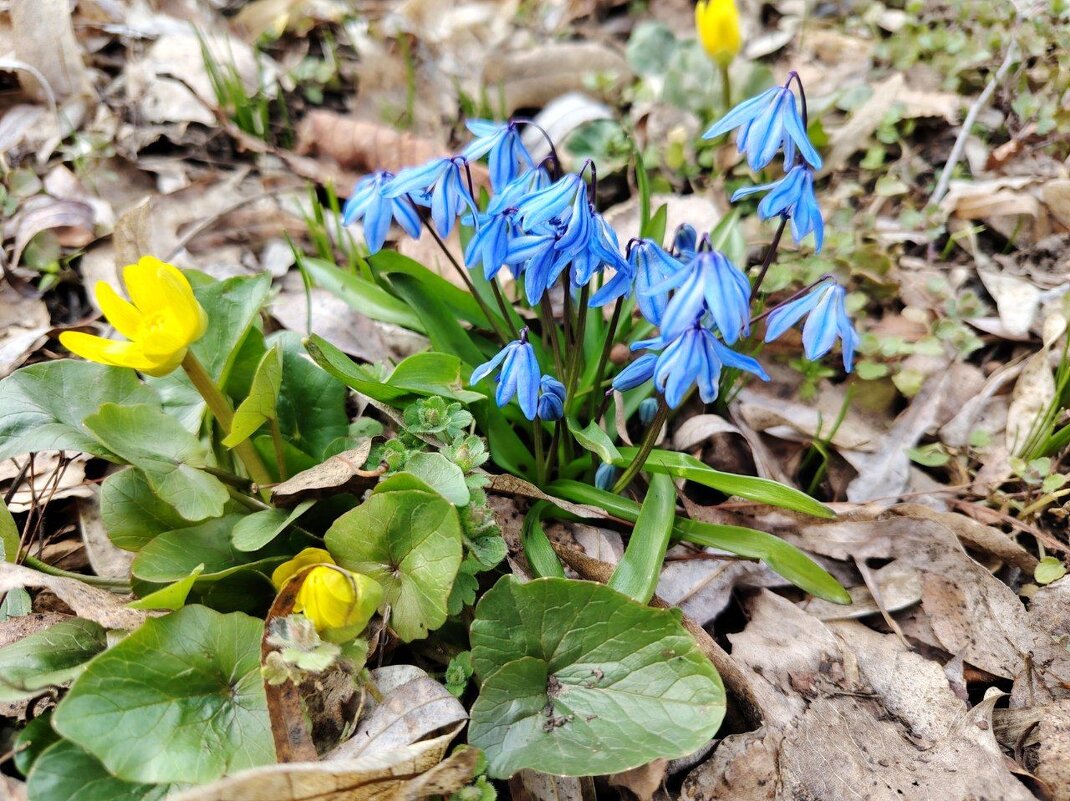 Март - Наталья (ShadeNataly) Мельник