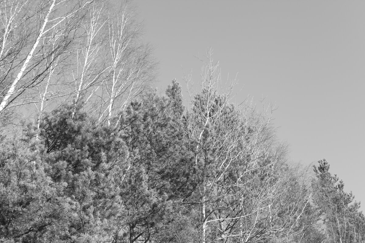 Мечты о ч/б Лейке 85. - Михаил Елочкин Мечты о ч/б Лейке 85. - Михаил Елочкин