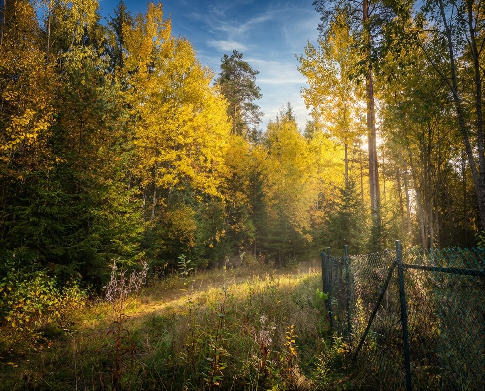 Солнечный луч на дорожке в садоводстве - Лилия 