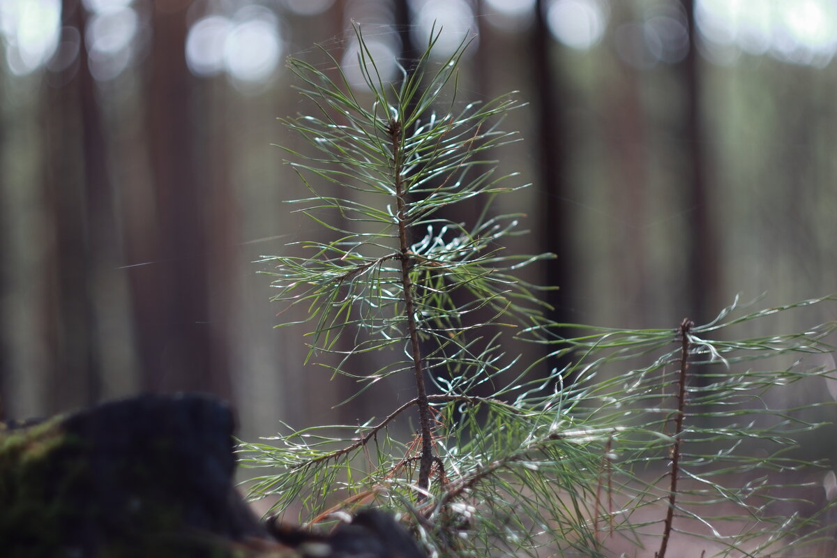 Молодая поросль. - Александр Николаев