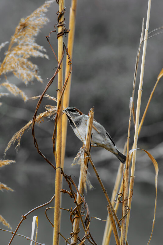 Весь в заботах - Игорь Протасов
