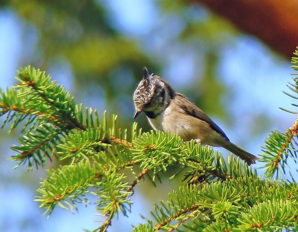 хохлатая синица или гренадёрка - gawrilа - dan