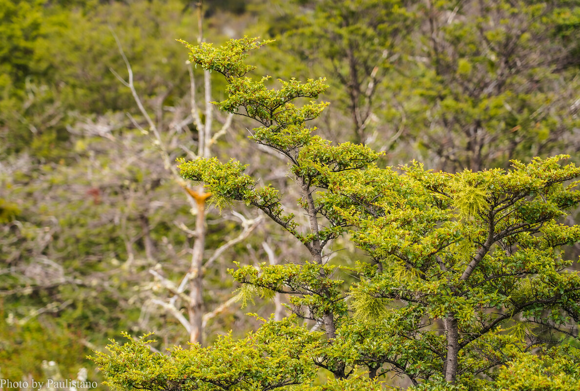 В южном лесу... - Владимир Жданов В южном лесу... - Владимир Жданов