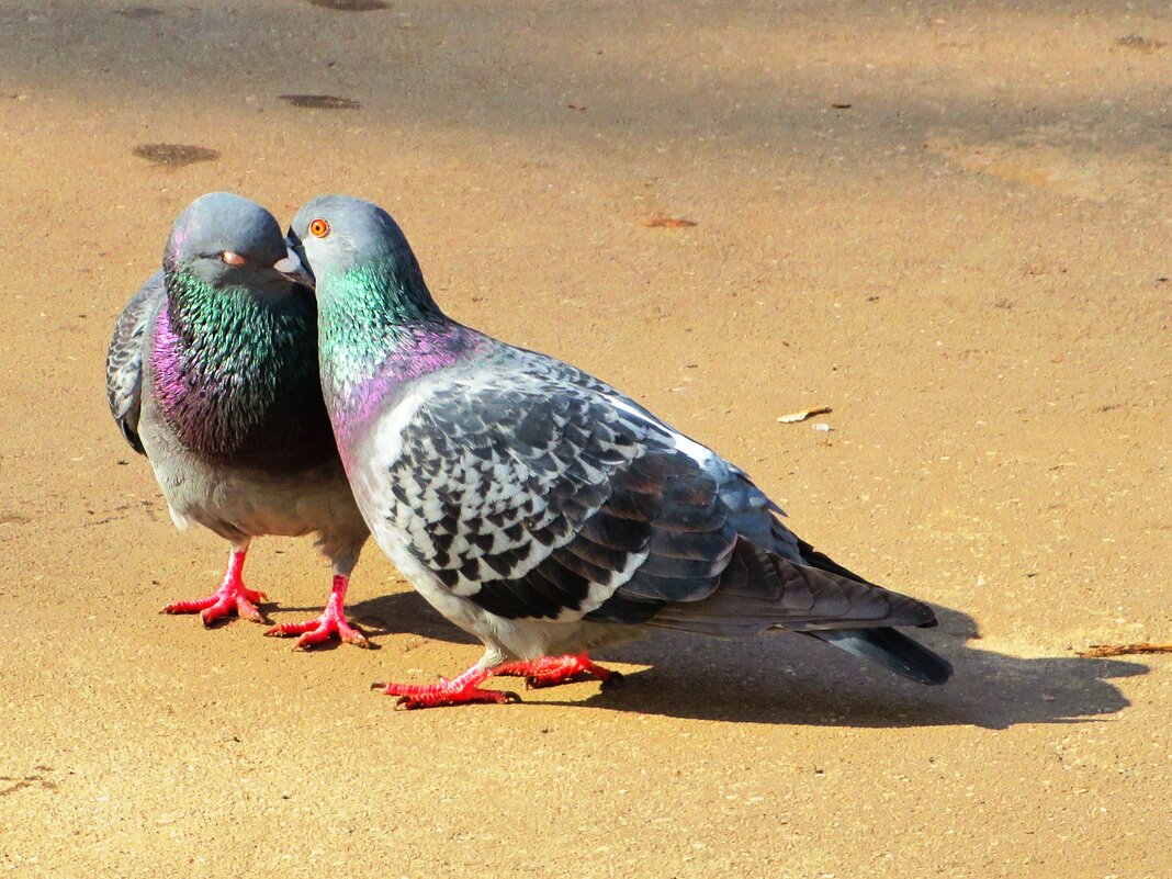 Воркующие голуби - Андрей Снегерёв