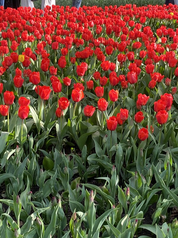 Тюльпаны в парке - Таня Фиалка