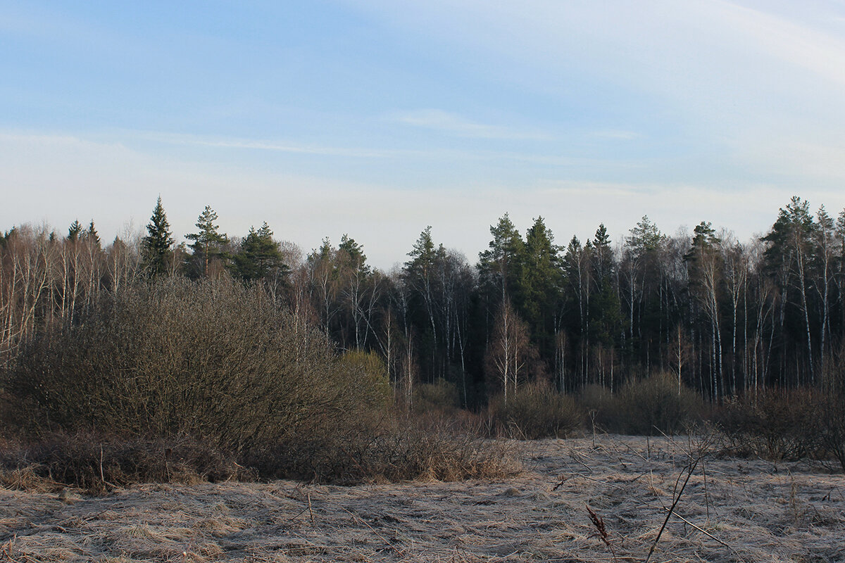 Медведь-гора Подмосковного разлива. - Ирина Кустова