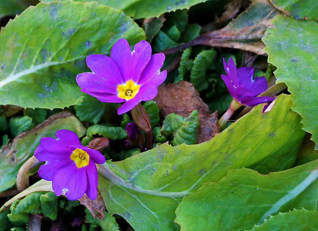 Такие разные примулы - Светлана 