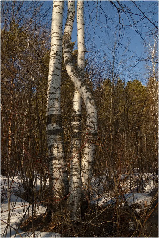 Тройня - Валентин Котляров Тройня - Валентин Котляров