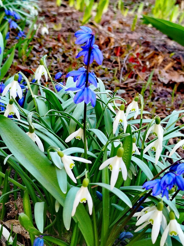 Необычная пролеска - Александр Чеботарь Необычная пролеска - Александр Чеботарь