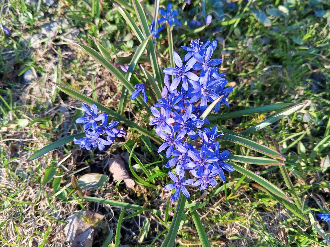 Пролеска - Сапсан 