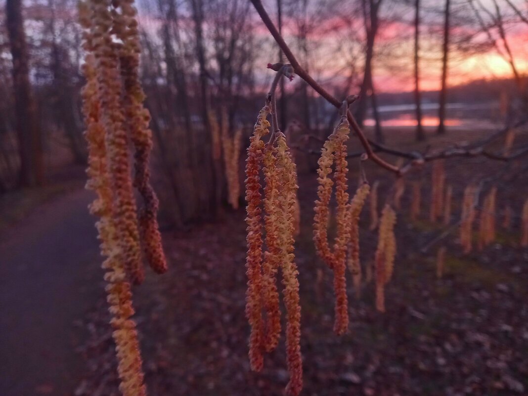 Орешник - Сапсан 