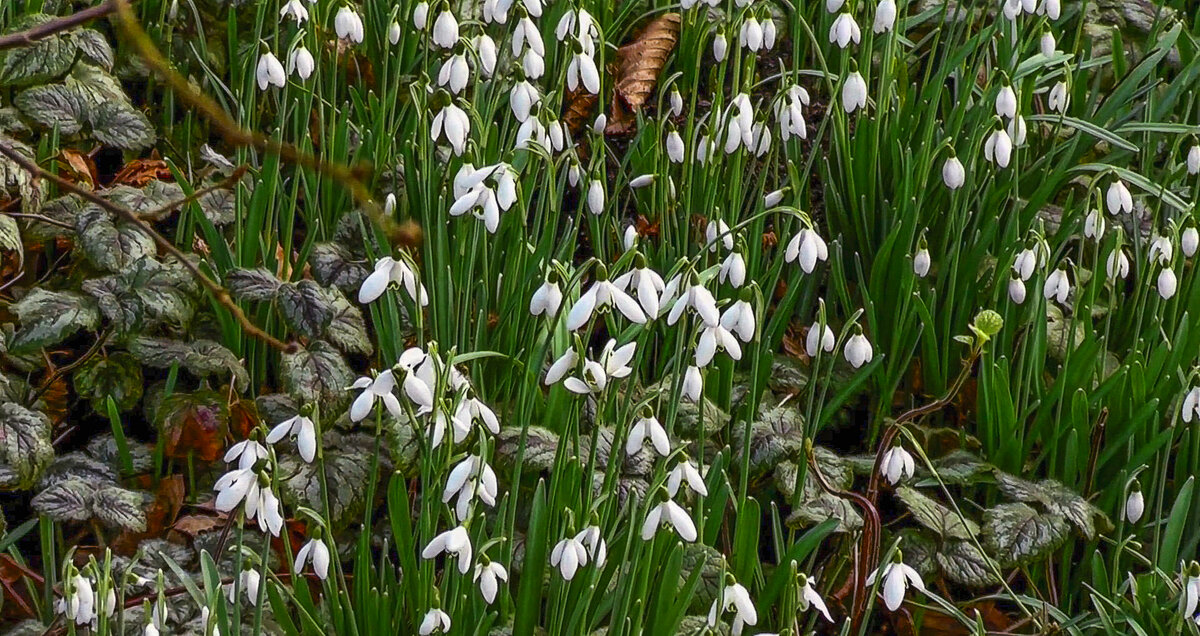 Подснежник - Aleksey Afonin