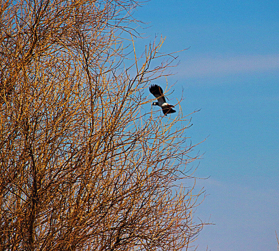 Апрель.Чибис прилетел ! - Владимир 