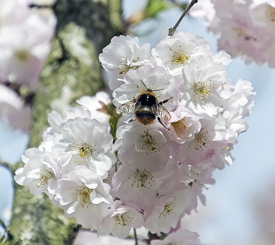 ***** - Андроник Александр 