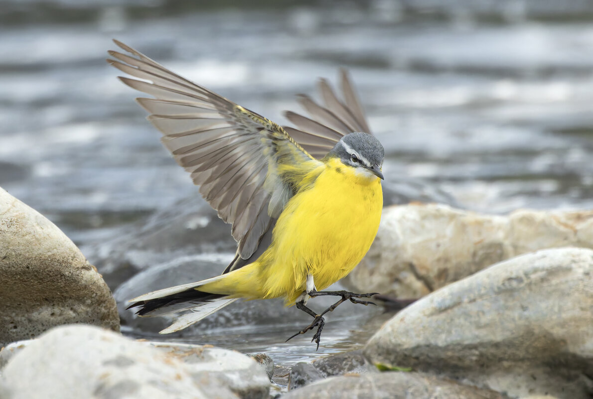 желтая трясогузка - юрий макаров