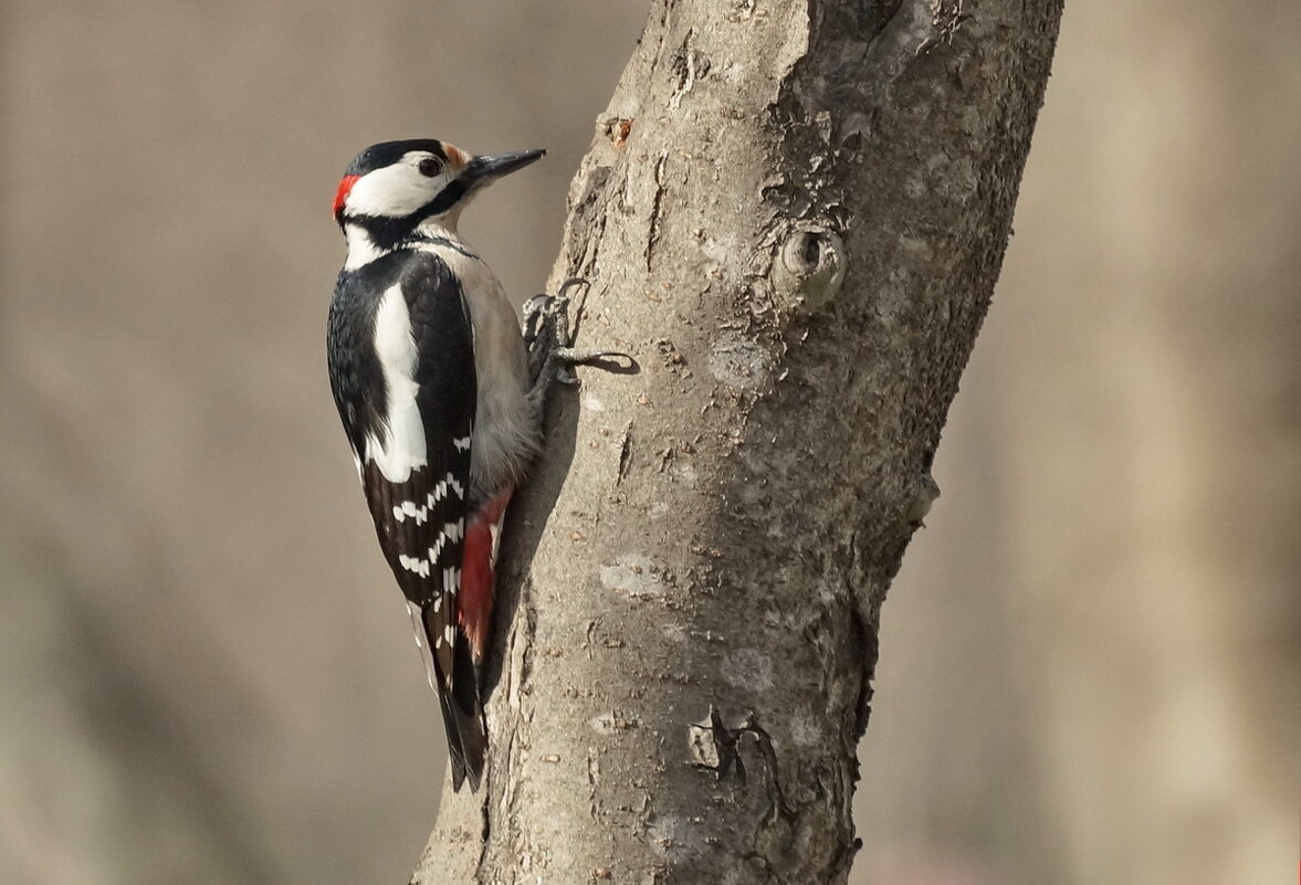 Весенние хлопоты... - Николай Саржанов