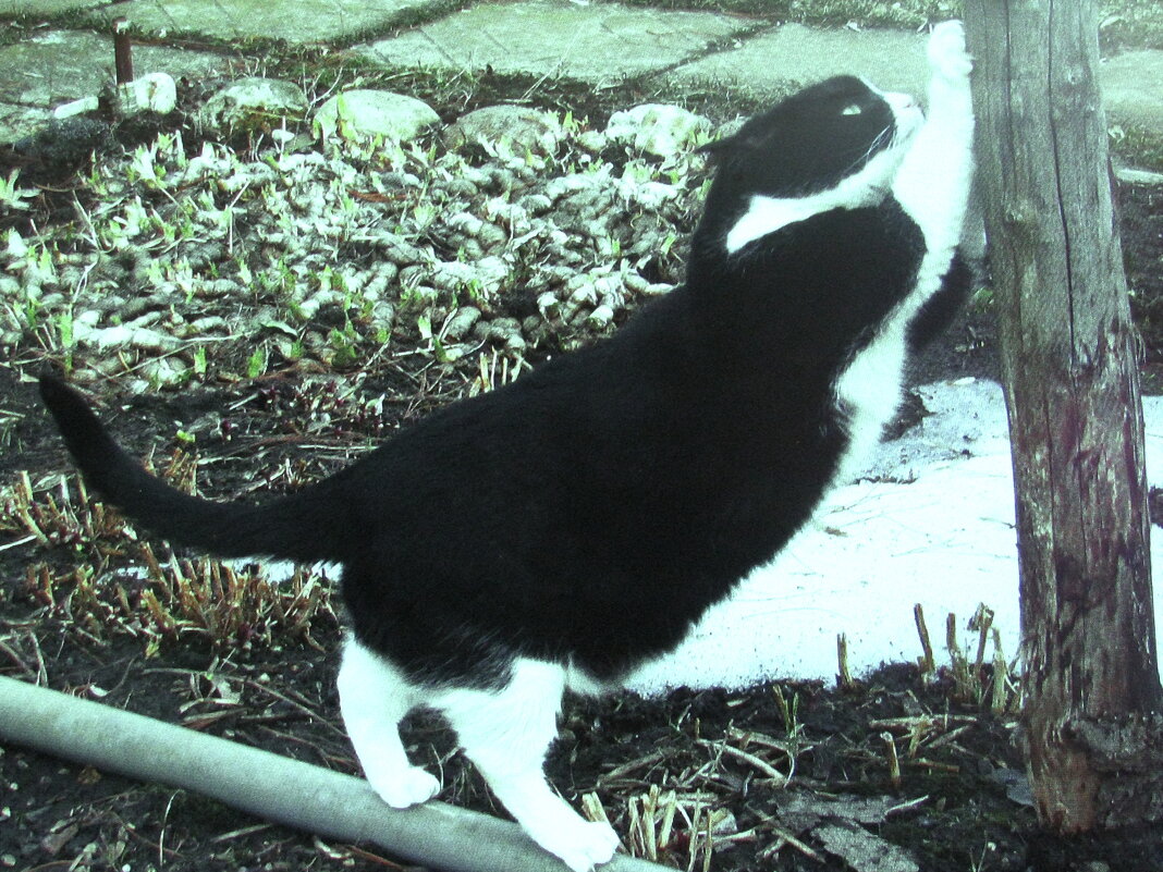 Решил когти поточить - Людмила Смородинская