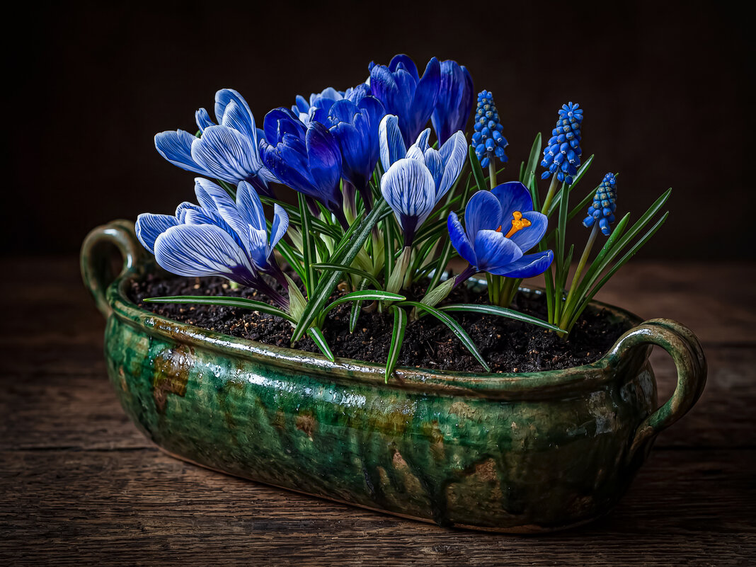 Цветы крокуса и мускари - Aleksey Afonin