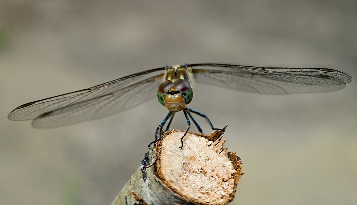 зоркий взгляд - Aleksandr . зоркий взгляд - Aleksandr .