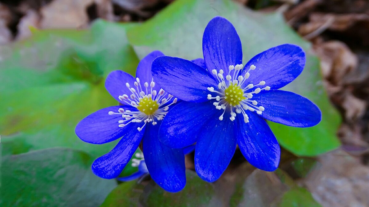 Весенние цветы (печёноцницы). - Милешкин Владимир Алексеевич 