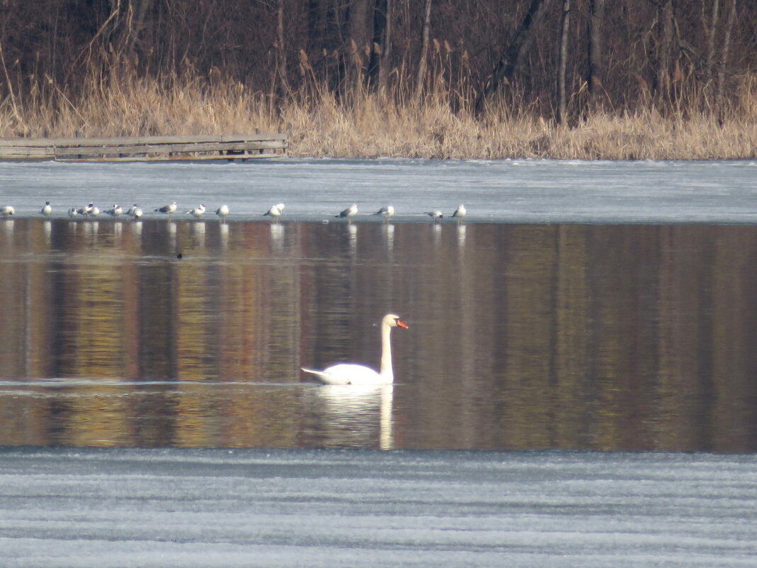 Неожиданное дефиле в центре города. - Егор Бабанов