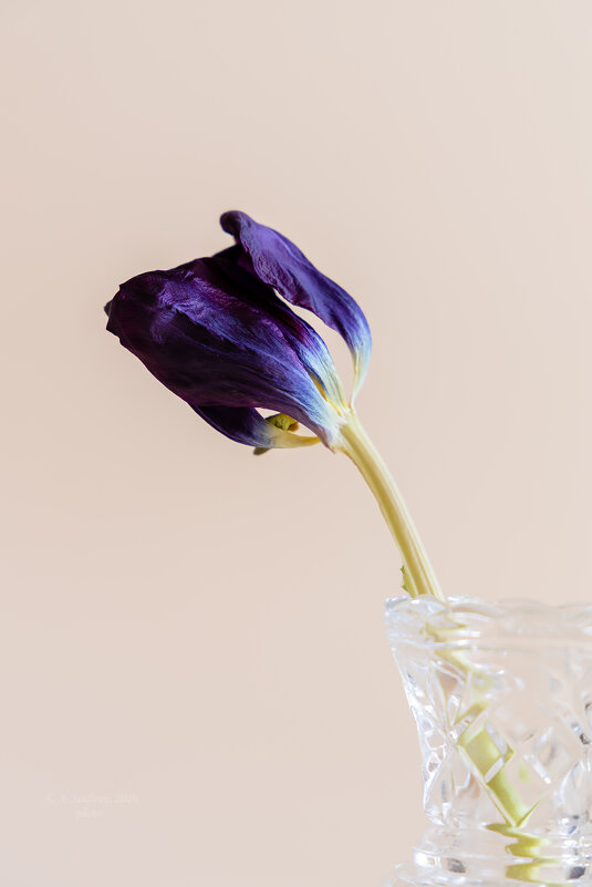 Старый тюльпан - Александр Синдерёв