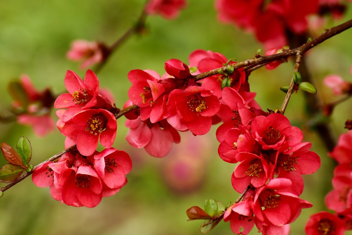 Цветение айвы - Юрий. Шмаков