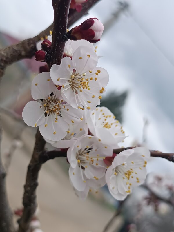 Абрикоса цветов весна - Слава Коломойцев