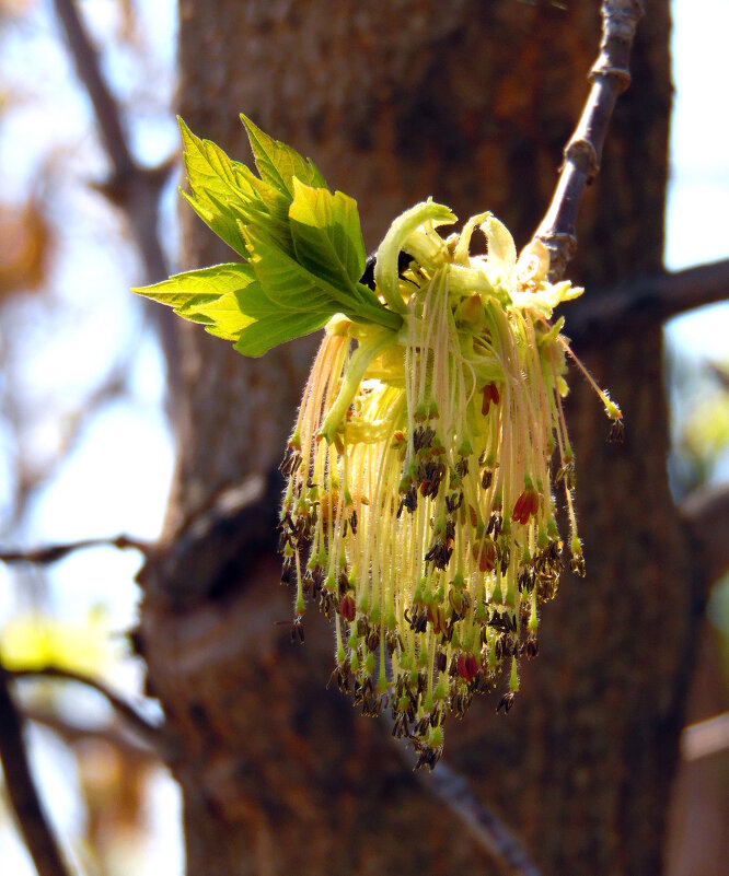 Про клён цветущий. - nadyasilyuk Вознюк