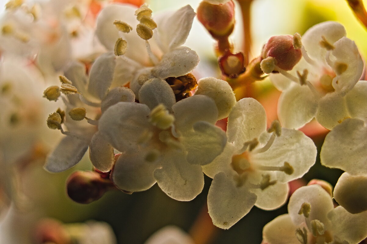 вишня - Giant Tao /