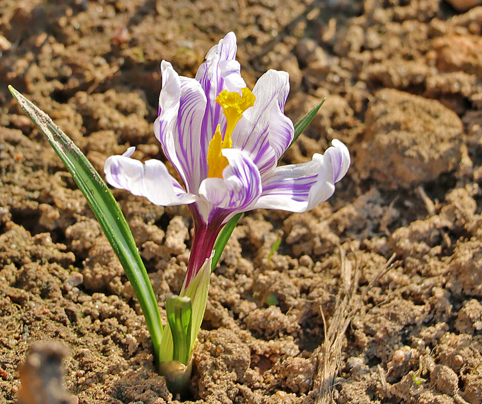 Одинокий красавец - Светлана 
