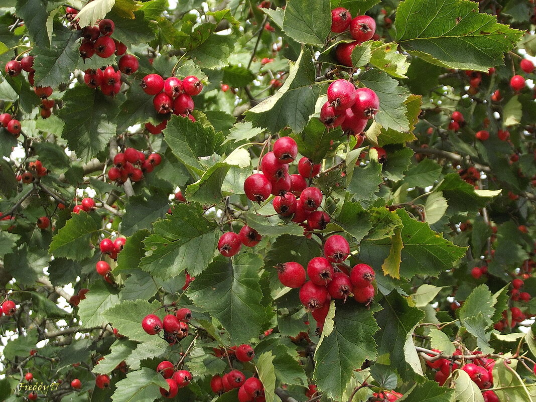 Боярышник - Freddy 97